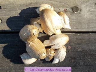 Lépiotes et Coprins Noir d'Encre de mon jardin