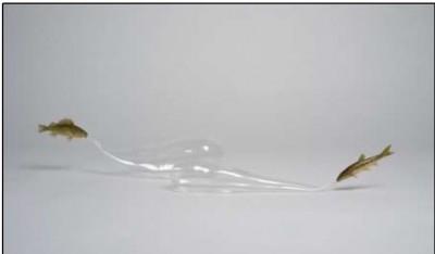 Olivier Leroi Souffles, 2007, sculpture, poissons taxidermisés, verre soufflé, Env. 12 x 100 x 8 cm