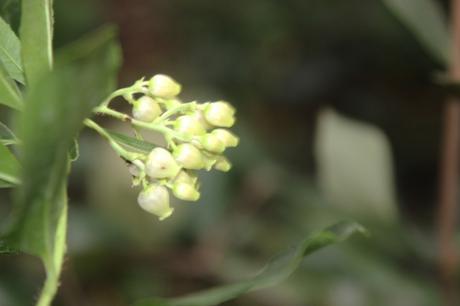 4 arbutus andrachnoides veneux 3 oct 2015 006 (4).jpg