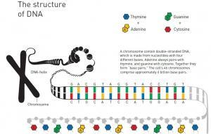 NOBEL de CHIMIE: Comment nos cellules sauvegardent leurs données génétiques – Chimie