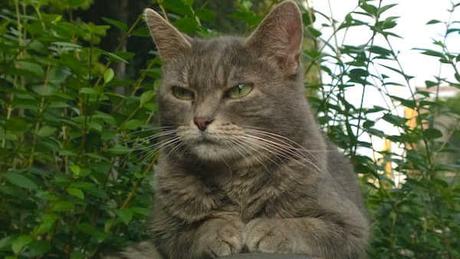 Trucs et Astuces - Que faire avec le marc de café 2