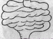 gros intestin selon médecine chinoise