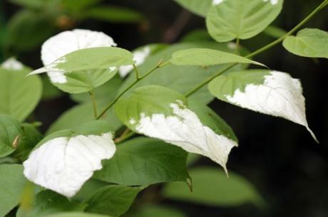 1 actinidia kolomikta mâle.jpg