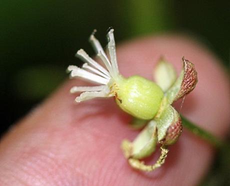 9 actinidia kolomikta fem 2479416497.jpg