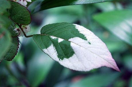 2 actinidia kolomikta m 728960318.jpg
