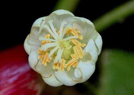 8 actinidia kolo fem 2274607044.jpg