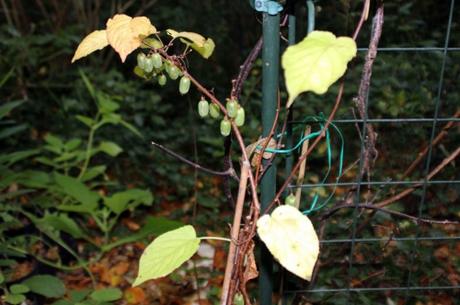 10 actinidia kolo fem 2153336619.jpg