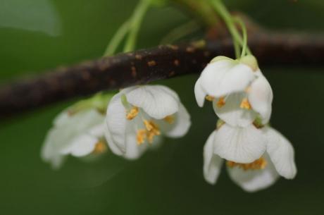 4 actinidia kolomikta mâle fl.jpg