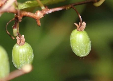 11 actinidia kolomikta fem 3141495899.jpg