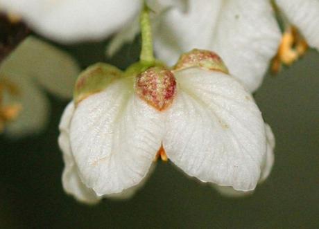 6 actinidia kolo 3206589920.jpg