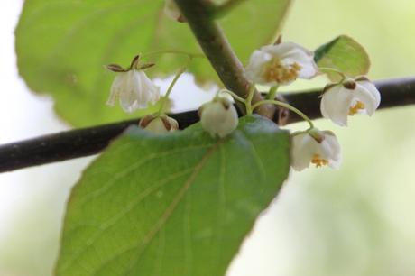 3 actinidia kolo 20 avril 2014 019 (2).jpg