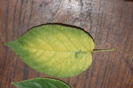 7 actinidia kolomikta veneux 4 oct 2015 001 (2).jpg