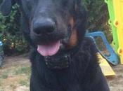 URGENT: Jasper jeune bauceron mois Adopter