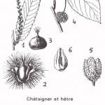 illustration de hêtre