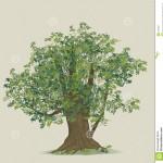 illustration de hêtre