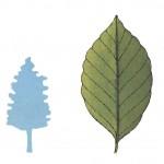 illustration de hêtre