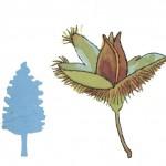 illustration de hêtre