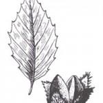 illustration de hêtre