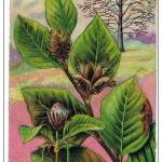 illustration de hêtre