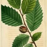 illustration de hêtre