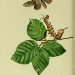 illustration de hêtre