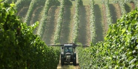 pesticides épandage vigne.jpg