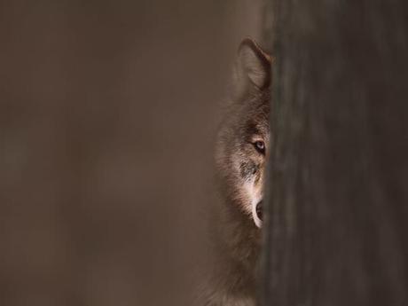 Copyright : © Jim Brandenburg, tous droits réservés