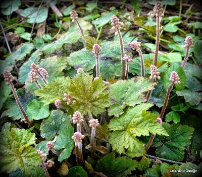 Heuchères et Co (2/2)...