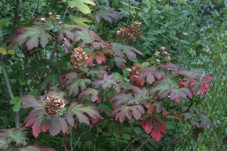 quercifolia snow queen veneux 8 oct 2015 001 (2).jpg