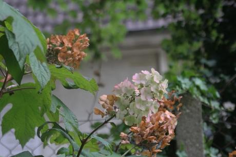 quercifolia snow queen veneux 18 août 2015 001 (3).jpg