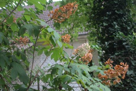 quercifolia snow queen veneux 18 août 2015 001 (2).jpg