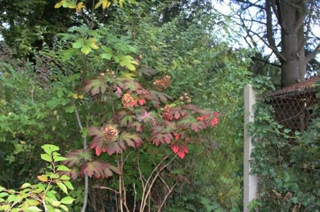 quercifolia snow queen veneux 8 oct 2015 001 (1).jpg