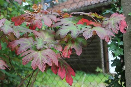 quercifolia snow queen veneux 8 oct 2015 001 (3).jpg