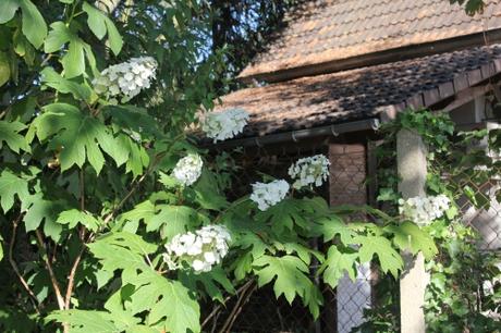 quercifolia snow queen veneux 10 juillet 2015 010 (1).jpg