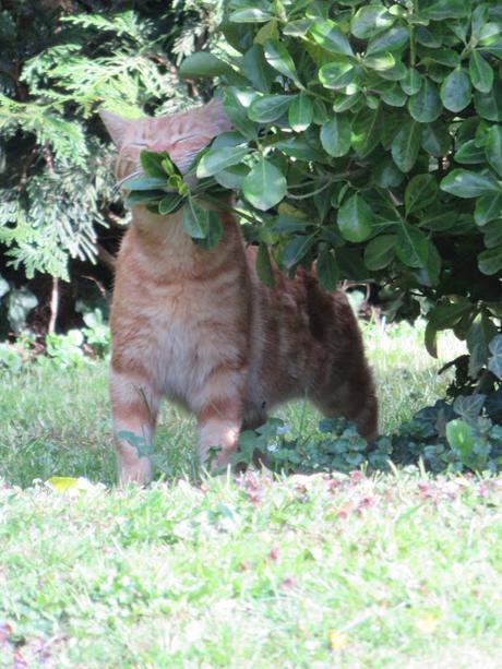 Jardin aux chats