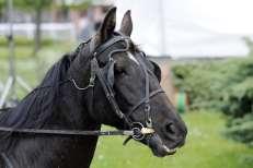 Dimanche 11 Octobre : 38ème Grand Prix du Sud-Ouest de Trot