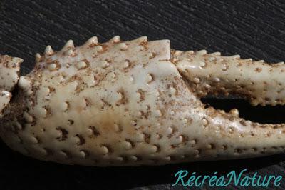 Réponse à la Devinette du Vendredi #8 : Souvenir de Balade sur les Bords de Loire