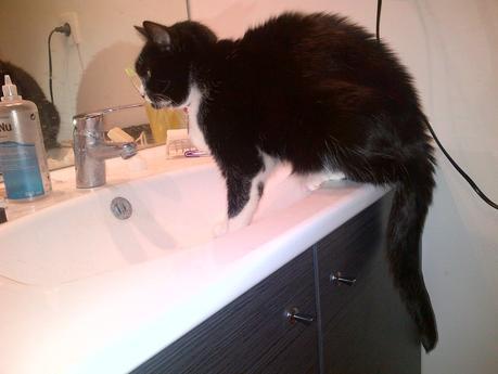 1263. Chat alors, petites manies de la Duchesse Cléo