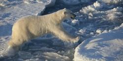 La fonte des glaces : ses conséquences sur les ours polaires.