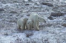 La fonte des glaces : ses conséquences sur les ours polaires.