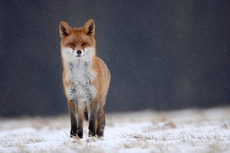 1044359-renard-dans-la-neige
