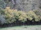 {autres photos} Vues d'un petit champs, Cormeilles.