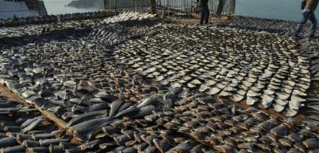 La quantité d'animaux marins a diminué de moitié depuis les années 70. (c) Afp