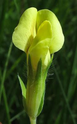 Lotus maritimus (Lotier à gousses carrées)