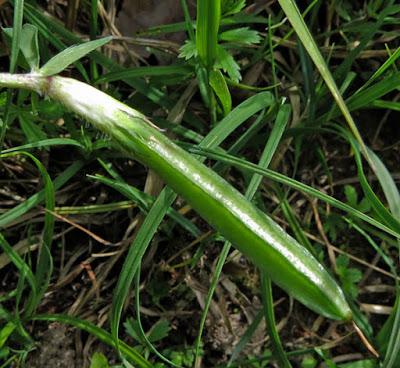 Lotus maritimus (Lotier à gousses carrées)