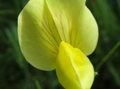 Lotus maritimus (Lotier gousses carrées)