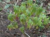 Elsholtzia stauntonii