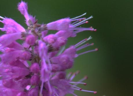 elsholtzia romi rec 11 oct 2015 046 (2).jpg