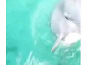 Insolite dauphin rapporte iPhone tombé dans l’océan propriétaire