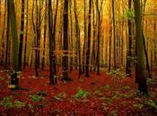 Marais poitevin Provence forêts françaises menacées disparition